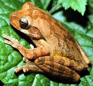 Descubre las Diversiones del Fu Frog Slot en Zitro, ¡Juega Gratis en Línea en, fu frog slot demo